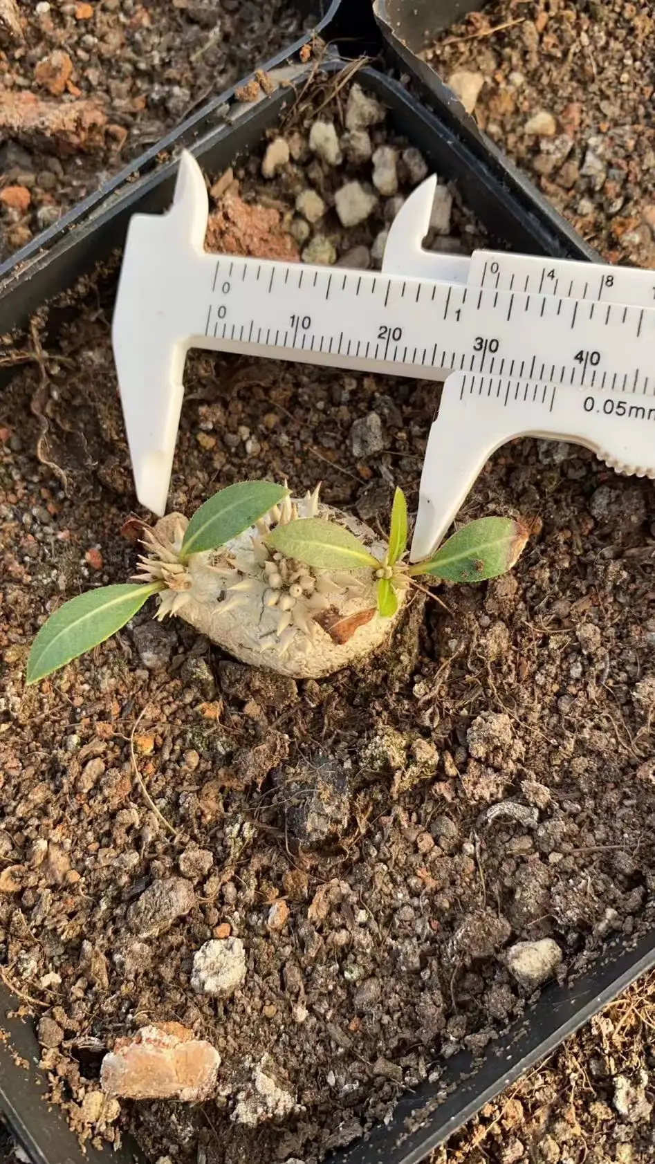 Succulent Care - Succulents cactus Plants