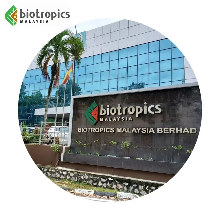 Female Product Kacip Fatimah Extract Food Grade Powder Labisia Pumila Extract for Traditional Herbal Preparation