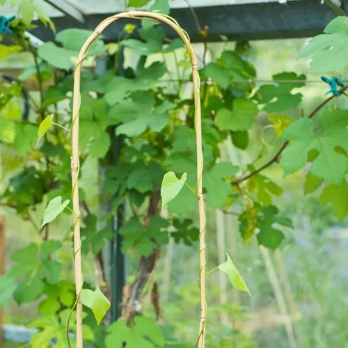 curved bamboo canes.jpg