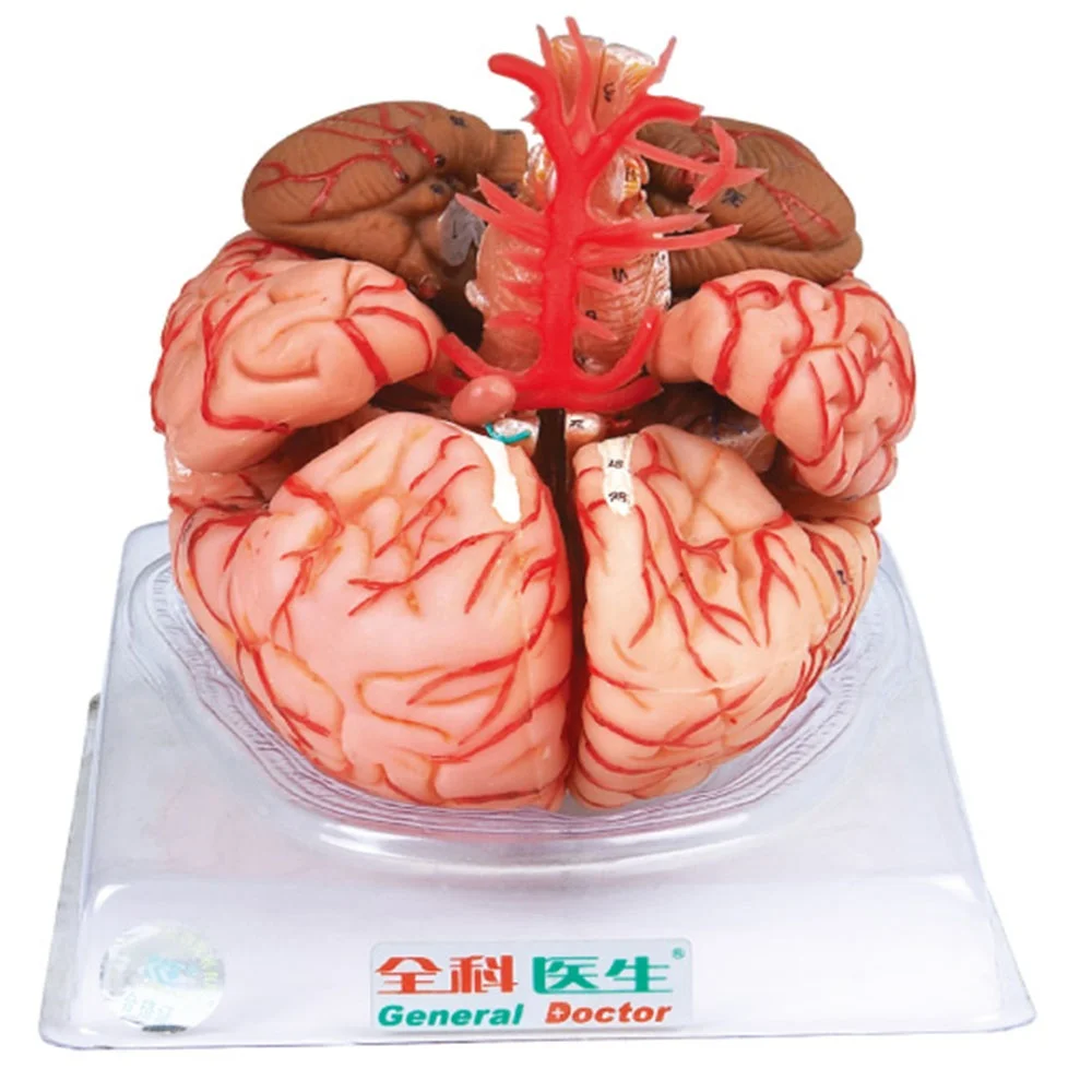 GD/A18220 Anatomical Brain with Arteries Model human anatomy model