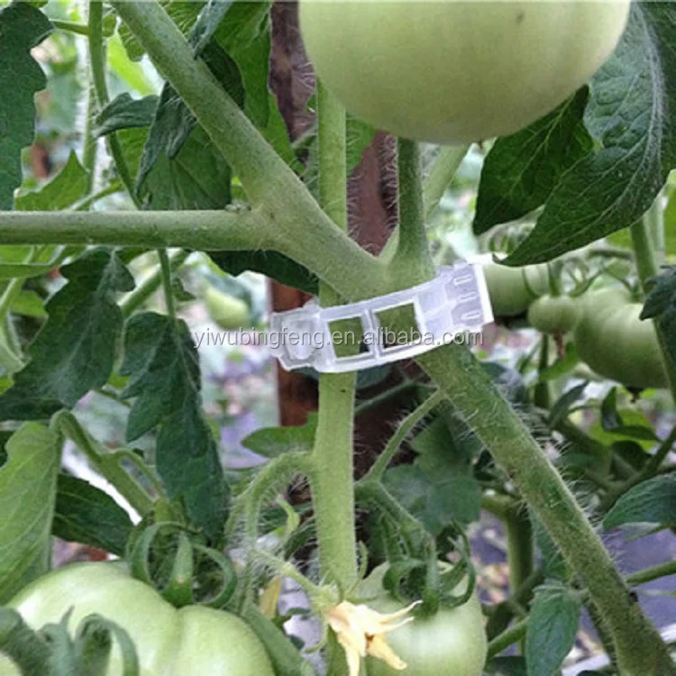 Free Sample Biodegradable PLA Tomato Plant Lock Clips For Fixed Tomato Vine