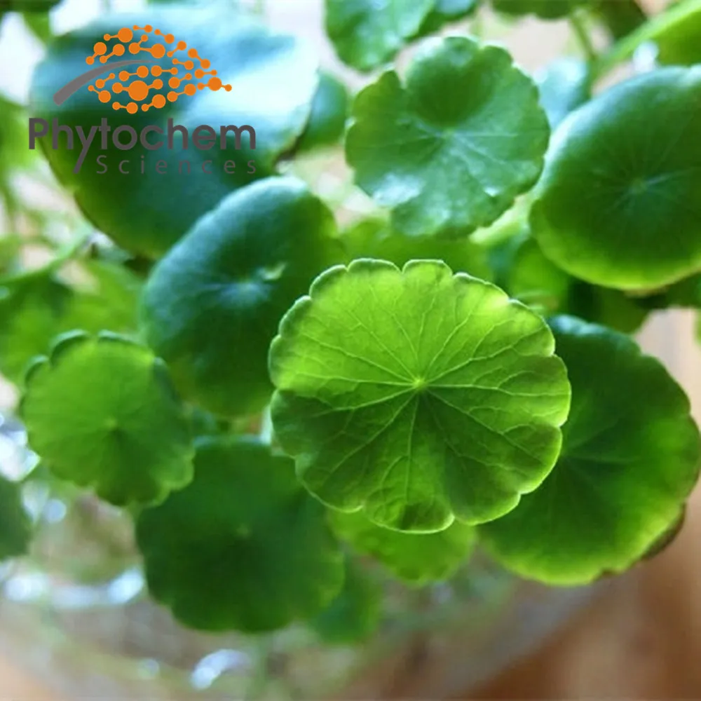 
Skin care cosmetic grade gotu kola / centella asiatica extract 40% Asiaticosides by HPLC 