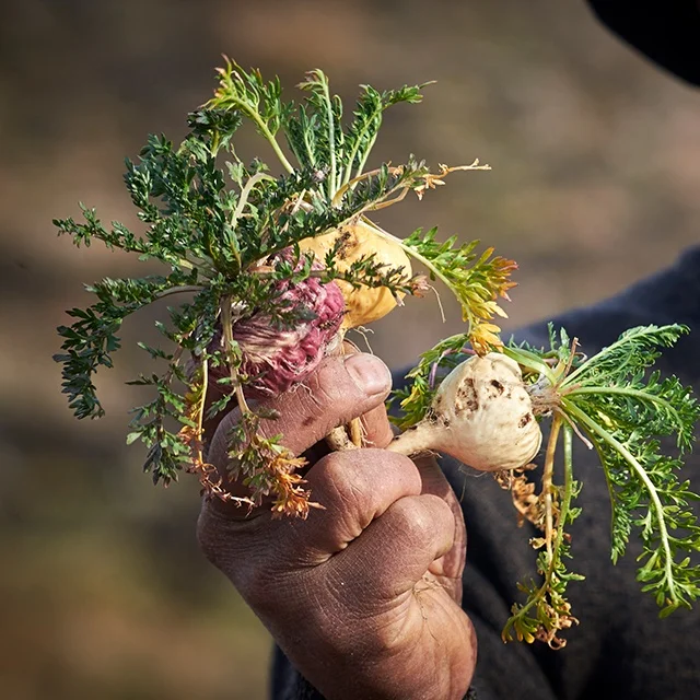 Organic Raw Maca Black Powder From Peru Available At Economical Rate