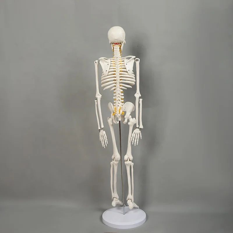 42cm Indoor/Outdoor Use Halloween Decorations Plastic Life Size Full Body Realistic Gear Movable Joints Halloween Skeleton
