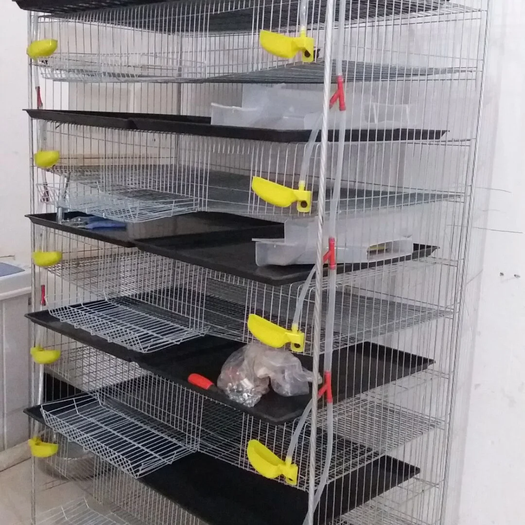 animal & poultry husbandry equipment quail layer cage HJ-QC400A 6 Tiers H type quail cages for egg production