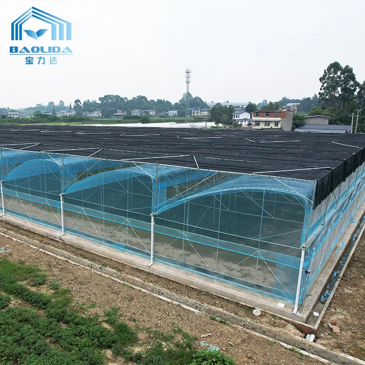 Cheap Tomato Agricultural Plastic Film Cover Low Cost Economic Large Multispan Greenhouse for Vegetable