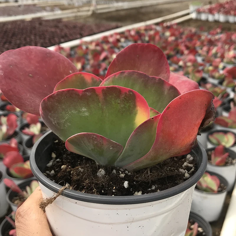 
Kalanchoe thyrsiflora seal Live succulent plants natural indoor for desk decor bright and beautiful 