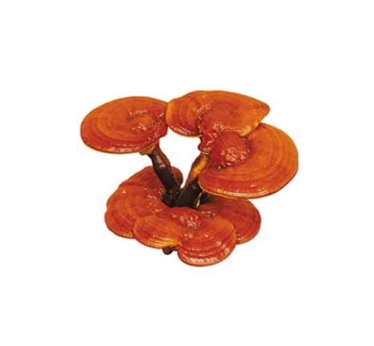 100% High Purity Reishi Spore Oil Lingzhi Capsule Ganoderma Lucidum Spore Oil