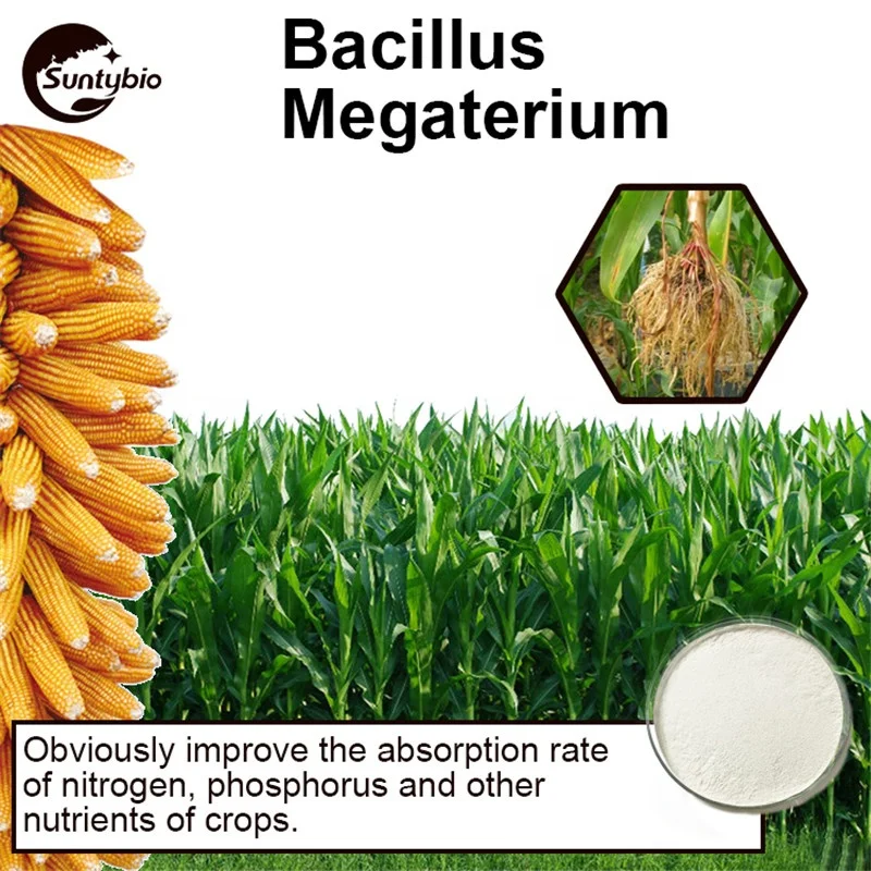 2024 Feed Fertilizer Efficiency Improvement Bacillus Megaterium Megatherium