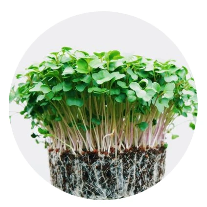 
2020 wholesale high quality microgreen /micro green seeds Broccoli vegetables seeds 