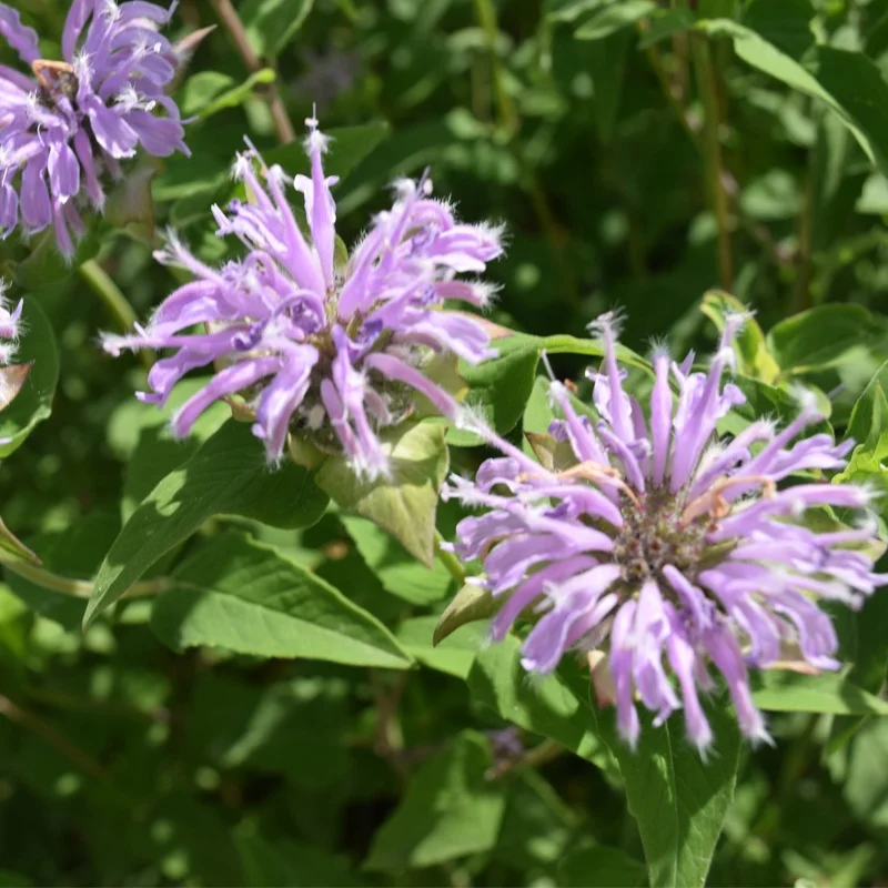 
High sales volume and strong adaptability Monarda didyma plant seed bulb flower 