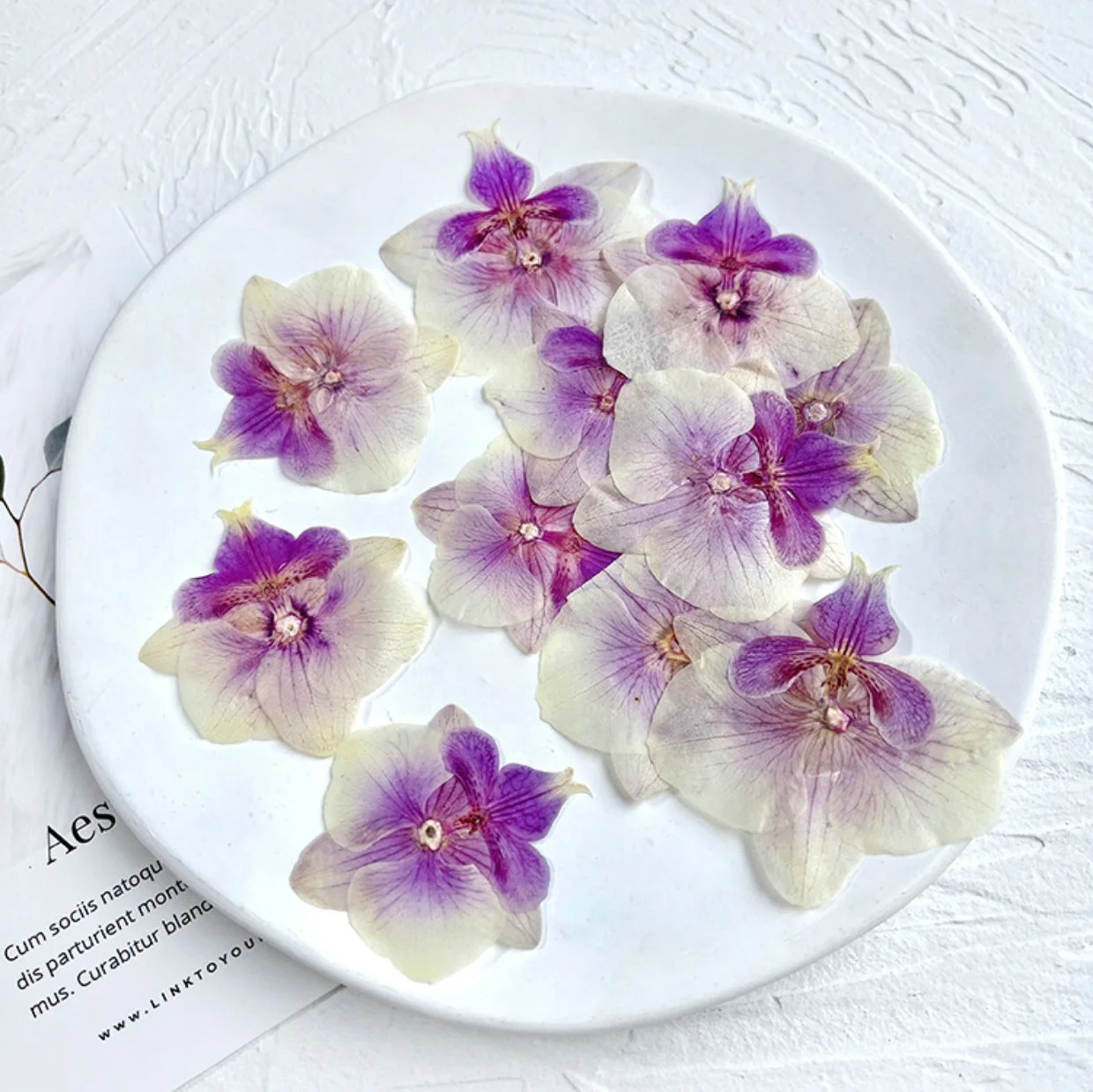 Pressed Flower Moth Orchid, Butterfly Orchid, Phalaenopsis Amabilis Suitable For Lamp Frame Bookmark Child Education