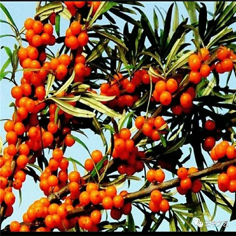 Manufacturer Directly Supplied Organic Tibetan Seabuckthorn Extract Seabuckthorn Powder