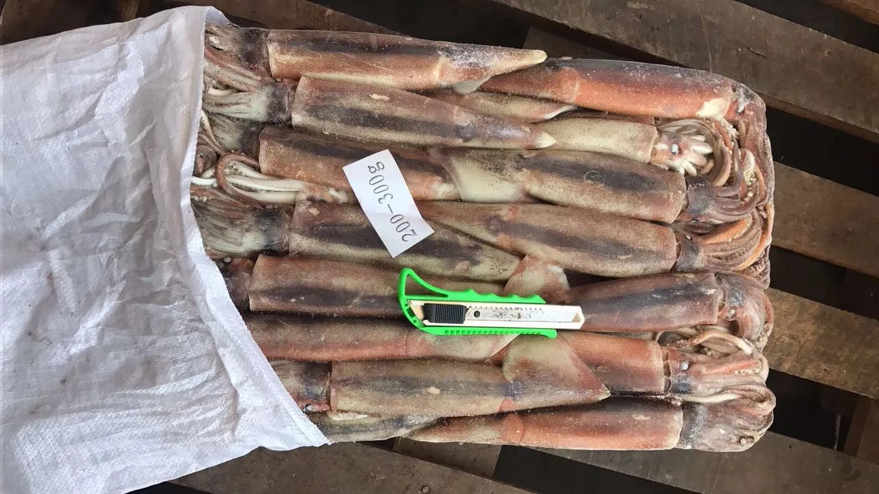  Аргентина цена argentinusбыл и цельным круглым море fisching еды кольца кальмара трубки кольцо главным мерный стаканчик поймать замороженный кальмар иллекс для