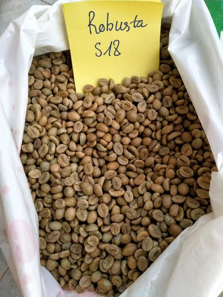 
Best Quality for Export Robusta Coffee Bean Vietnam Wholesales Price Unroasted Robusta coffee beans 