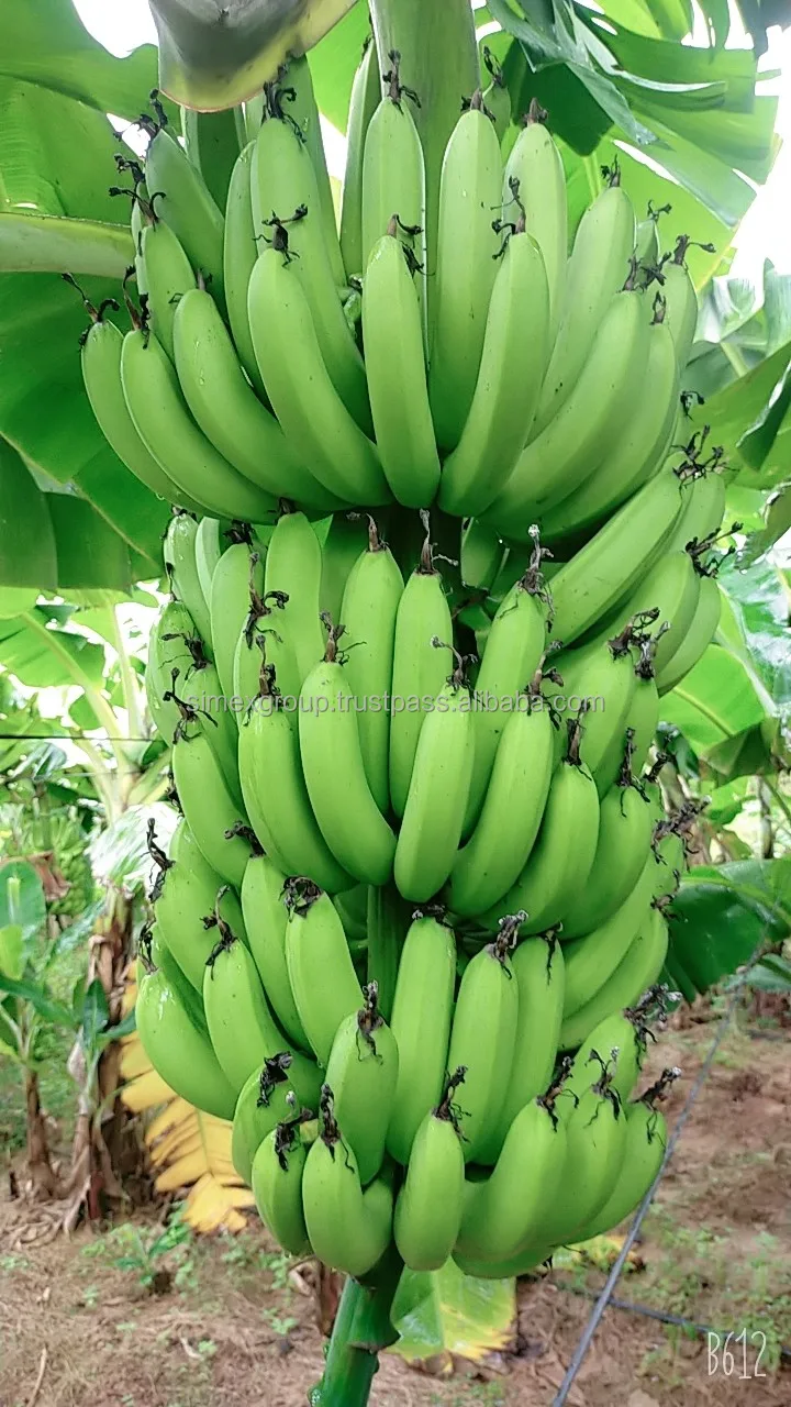Wholesale cavendish banana green banana fresh cavendish banana natural color sweet taste wholesale tropical fruit
