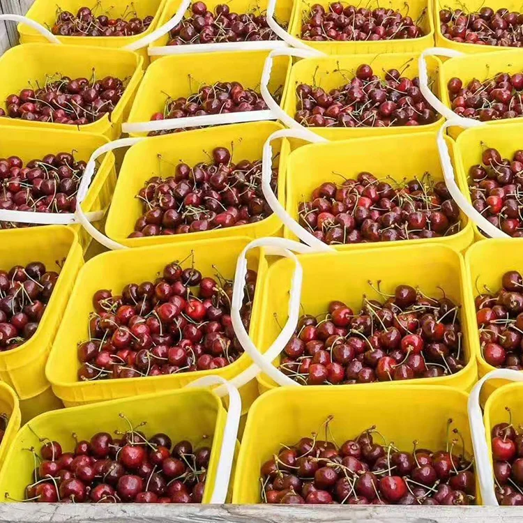 
Promotion 100% natural Australia 2kg fresh cherries 