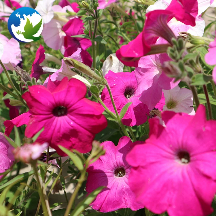 
High Germination Public Park China Garden Plants Bonsai Flower Seeds Mix Colour Hybrids Flower Petunia Seeds 
