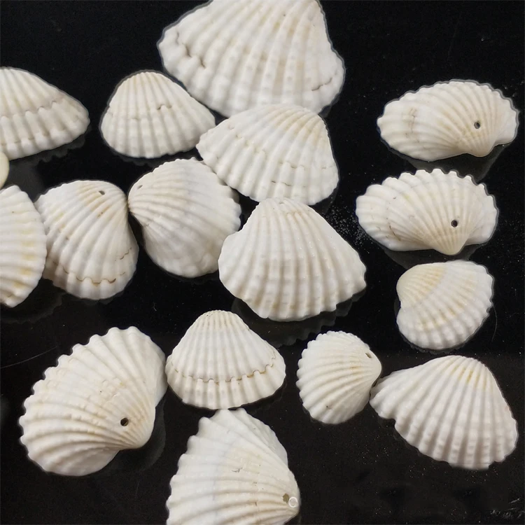 Wholesale Seashells Factory Price for DIY Natural Sea Shells Crafts  !!