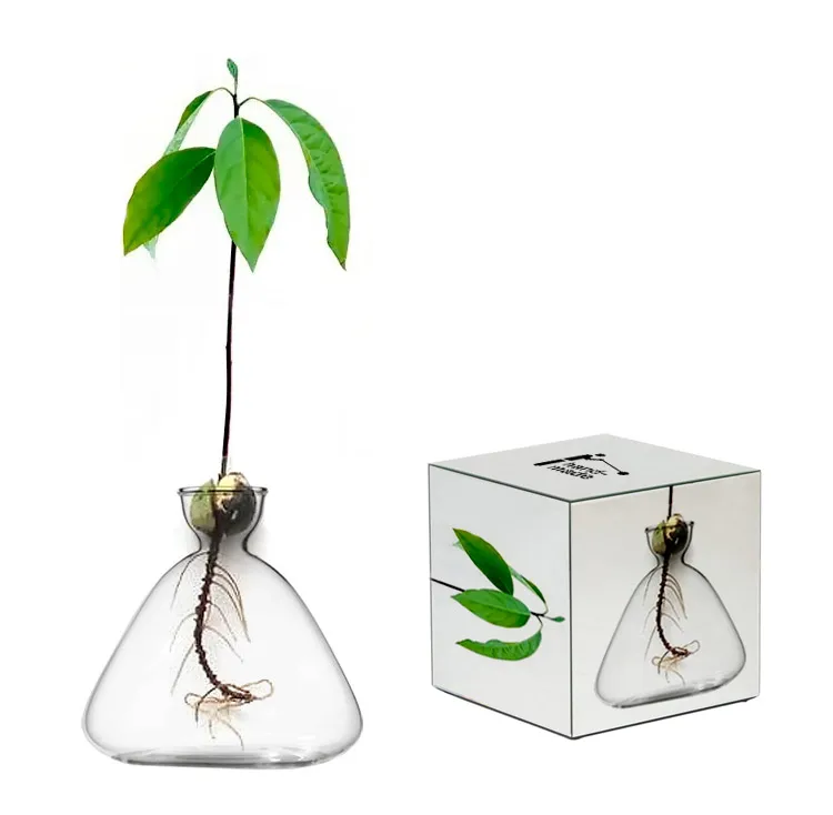 Acorn Avocado Plant Starter Vase Avocado Tree Growing Plant Pot for Home Decor