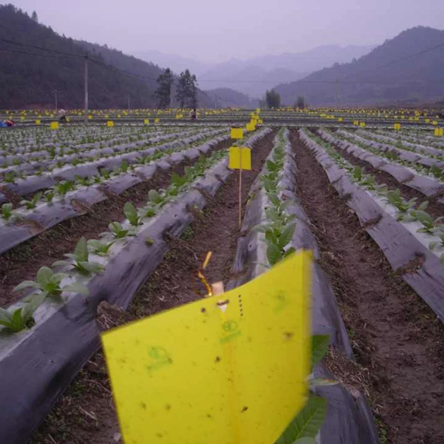 Phyllotreta striolata lure to control vegetable beetle