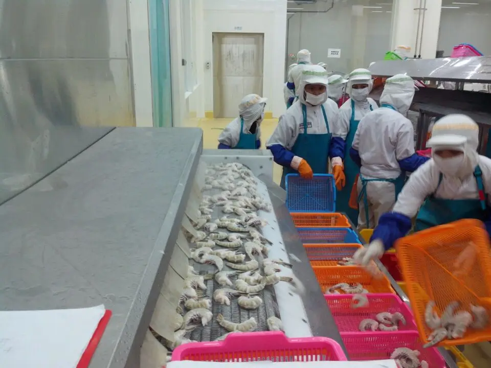 iqf quick freezing machine processing shrimp machine