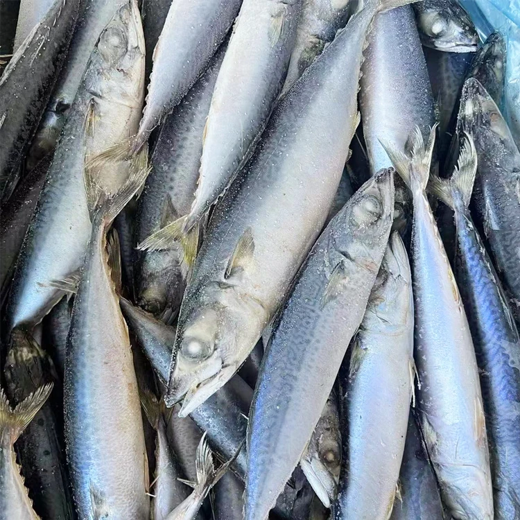 Hot Selling Wholesale Low Price Fresh Seafood Frozen Fish Mackerel Exporters