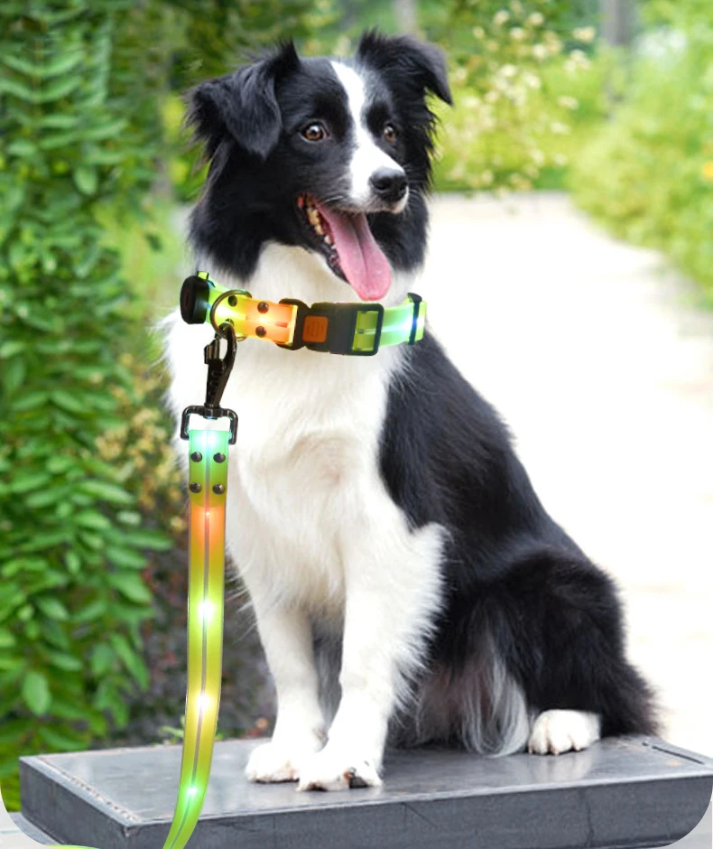 Professional Wireless App Customized Luminous Lovely Dog Collar With Display Leash