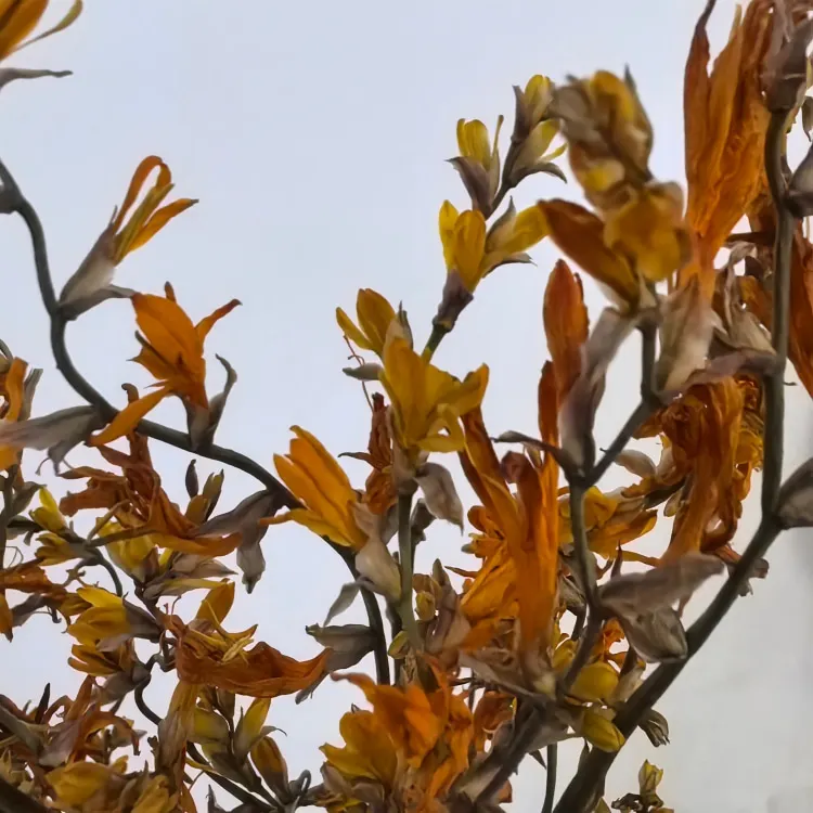 Naturally Dried Flowers Renanthera Coccinea Real  Plants for Flower Arrangements Wedding decor Bouquet Making  Home  Decorations