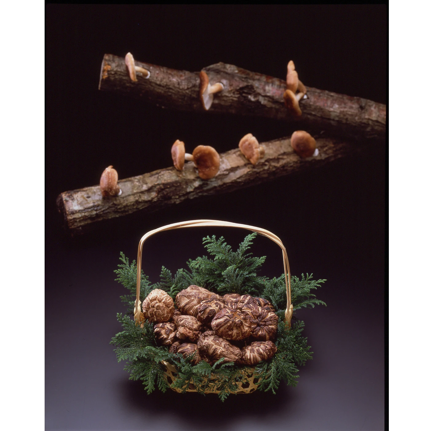 High quality wholesale price freeze dry mushroom dried shiitake for cooking