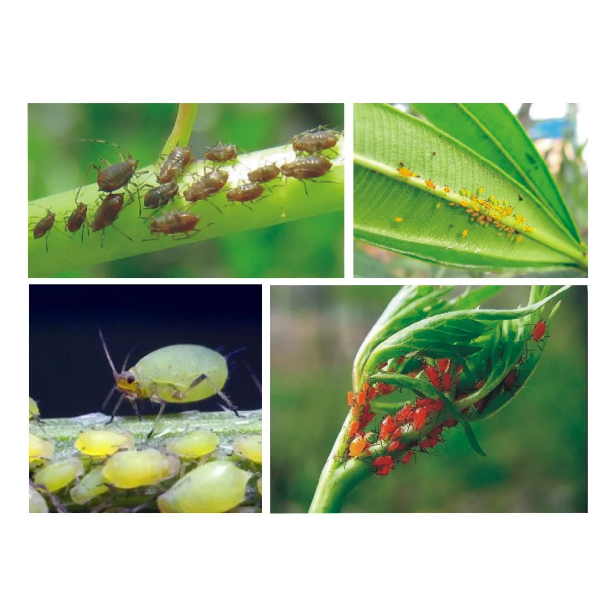 Aphid exterminator kill aphid 3-5 дней биологические грибы убивают всех видов тли без остатка