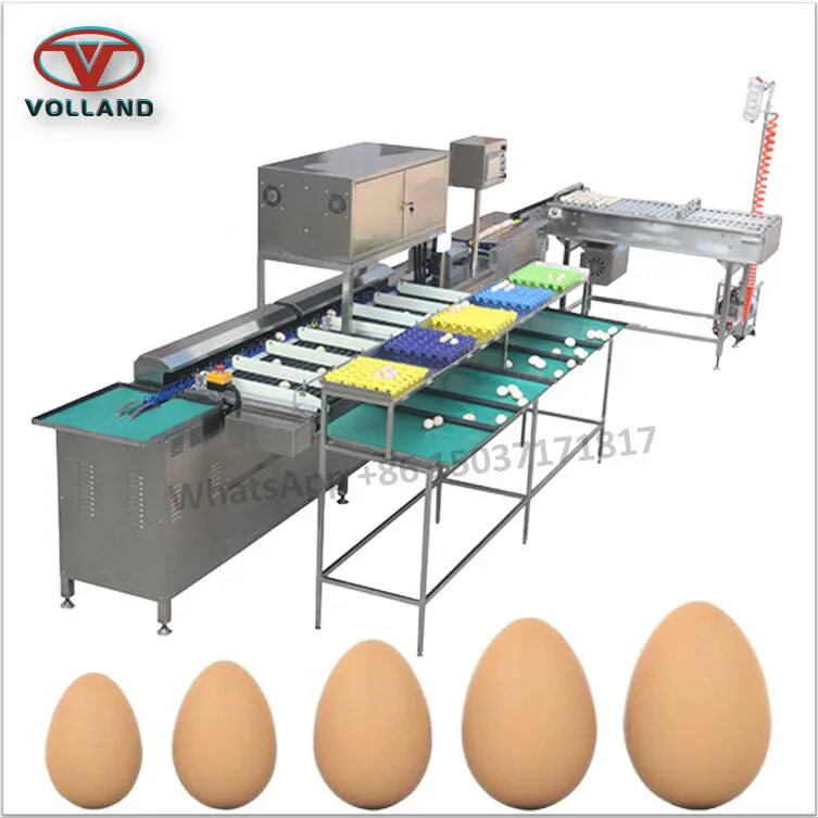 duck egg sorter machine/10000pcs per hour egg grader classifier/electronic egg sorting machine
