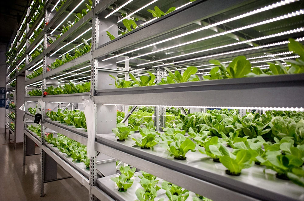 CHOYUEH Wholesale Hydroponic Systems with Good Quality and Low Cost