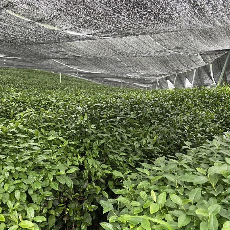 USDA organic green tea powder matcha orginal matcha green tea price per kg