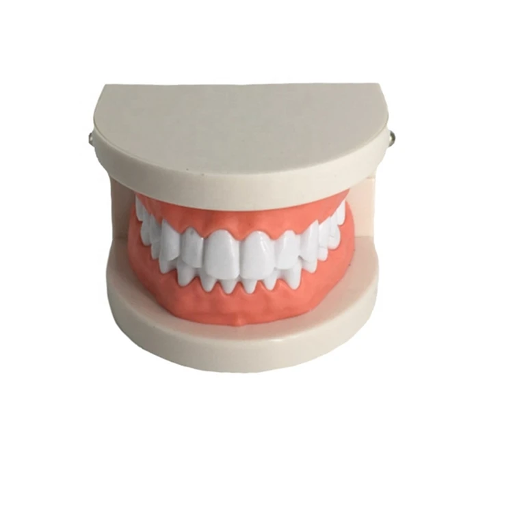 Заводской стандарт патологии для взрослых стоматологическая обучающая модель с кариесами