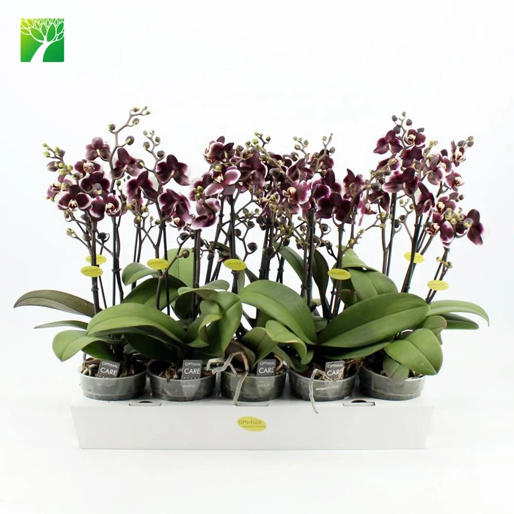 Multi colored live taiwan phalaenopsis flask orchid seedlings plant for sale