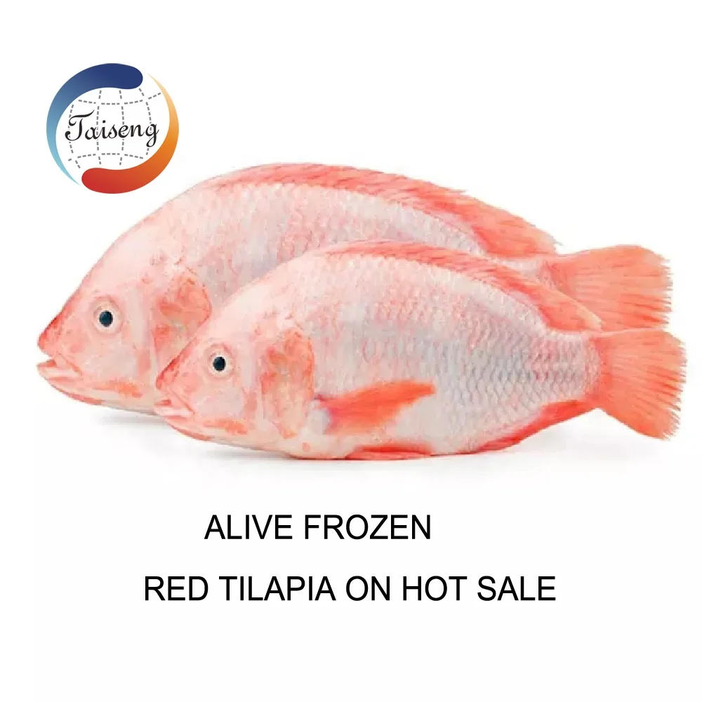 High Quality Best Fresh Good Prices Fish Seafood Frozen Red Tilapia.jpg