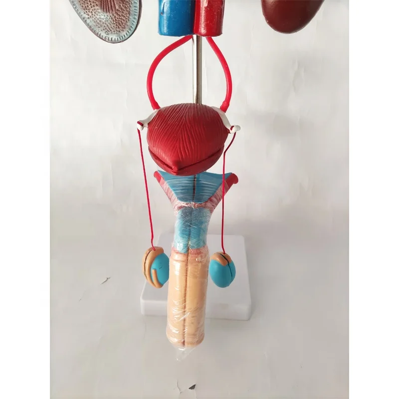 Plastic Human Male/female Urinary System Anatomical Model,prostate/ kidney anatomy model and Female pelvic model