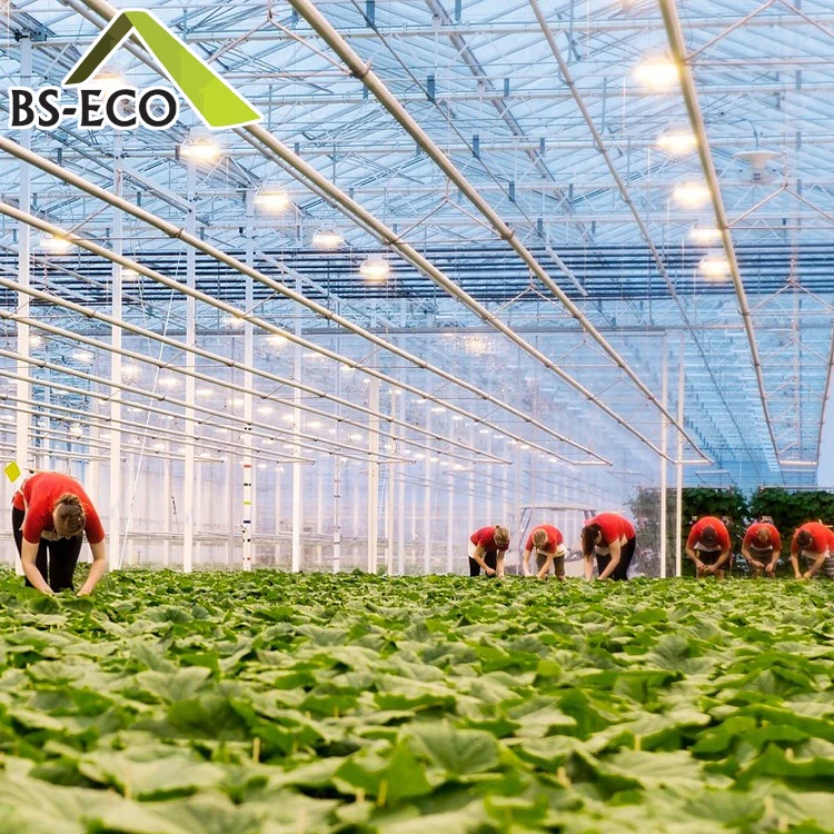 Multi-span glass greenhouse planting vertical farming Nft hydroponic system for tomato lettuce growing