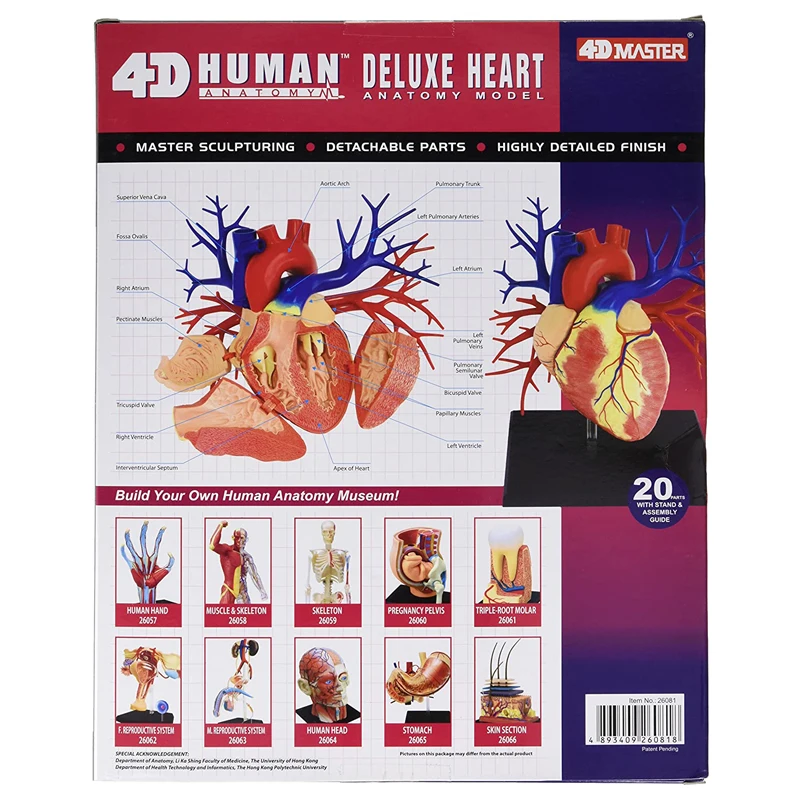 20 Parts 4D MASTER Assembled Human Deluxe Heart Anatomy Model toy for Medical Teaching
