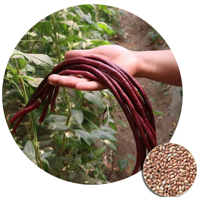 Naturix NBEA09 оптовая продажа высокопроизводительных китайских овощей HLN, красные длинные семена