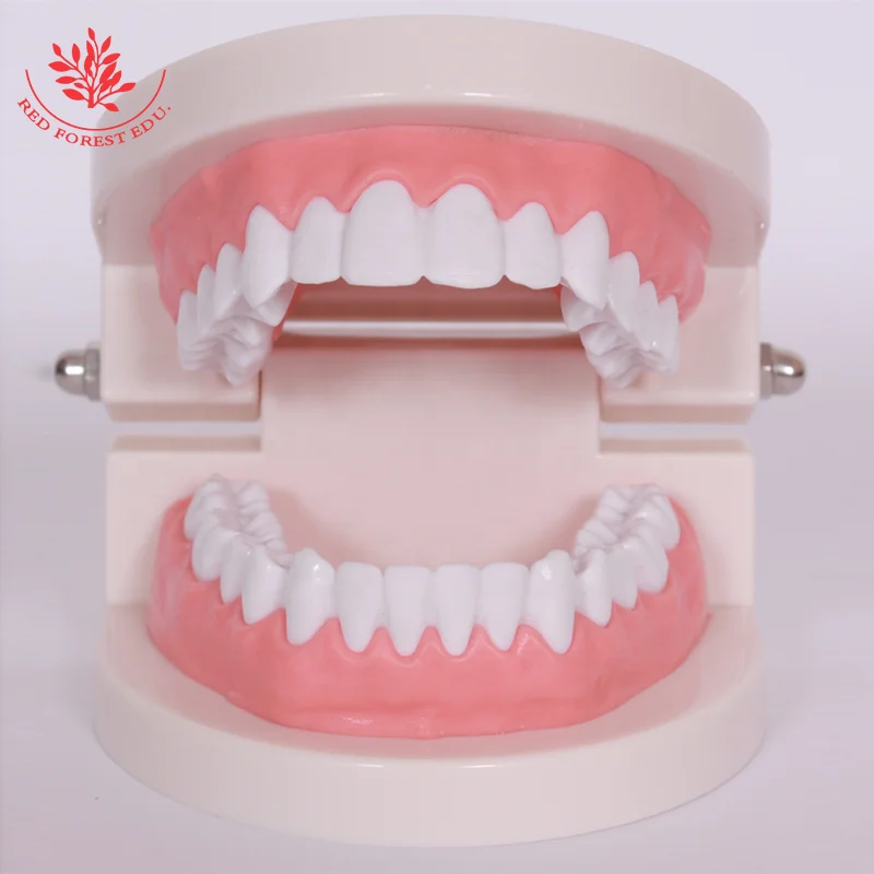 Teeth Model Life Size Kindergarten Teach Kids Brush Model Correctly  Dental Tooth Model