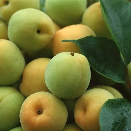 Chinese Wholesale Health Specialty sweet n sour plum 150 genzyme plum No Added