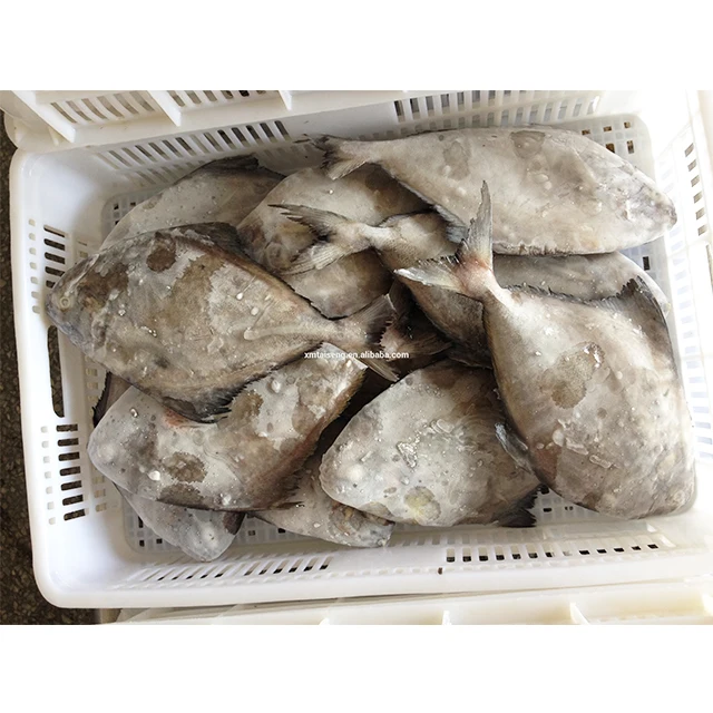frozen black pomfret fish whole round china wholesale price black pomfret supplier low price