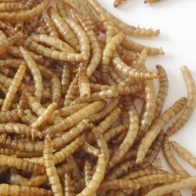 
Healthy Edible 300g Bird Food Dried Mealworms with High Protein 