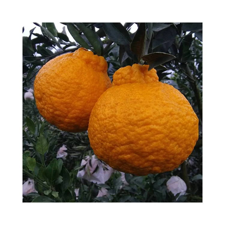 Горячая продажа оптом уродливый мандарин оранжевый/мягкий вкус Оранжевый/сладкий мандарин
