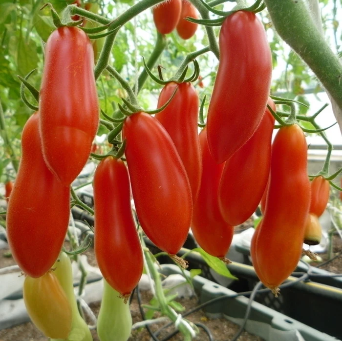 Овальный длинный Овальный Красный неопределенный семена томатов