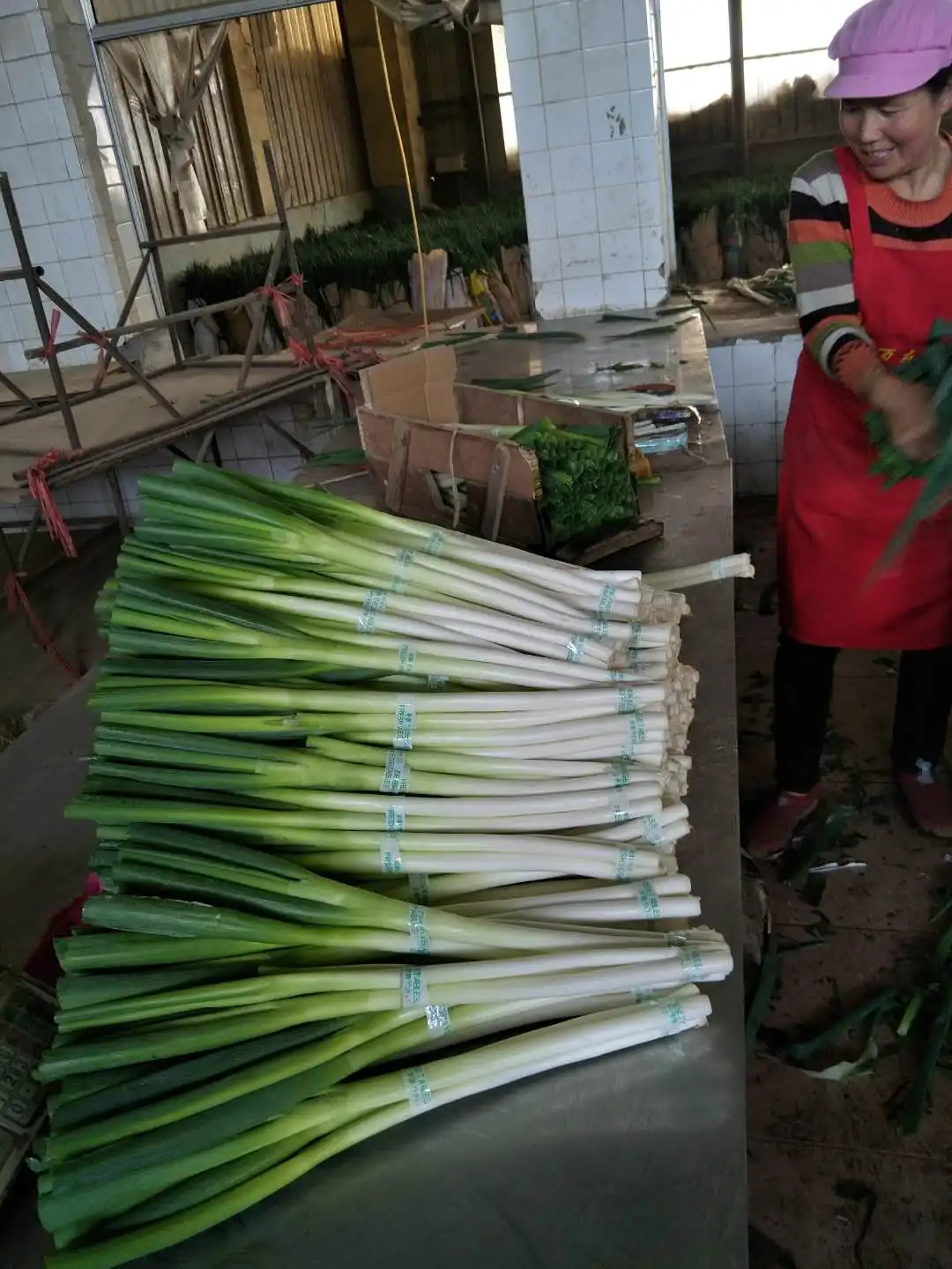 2021 China fresh big long Good quality and cheap price green onion