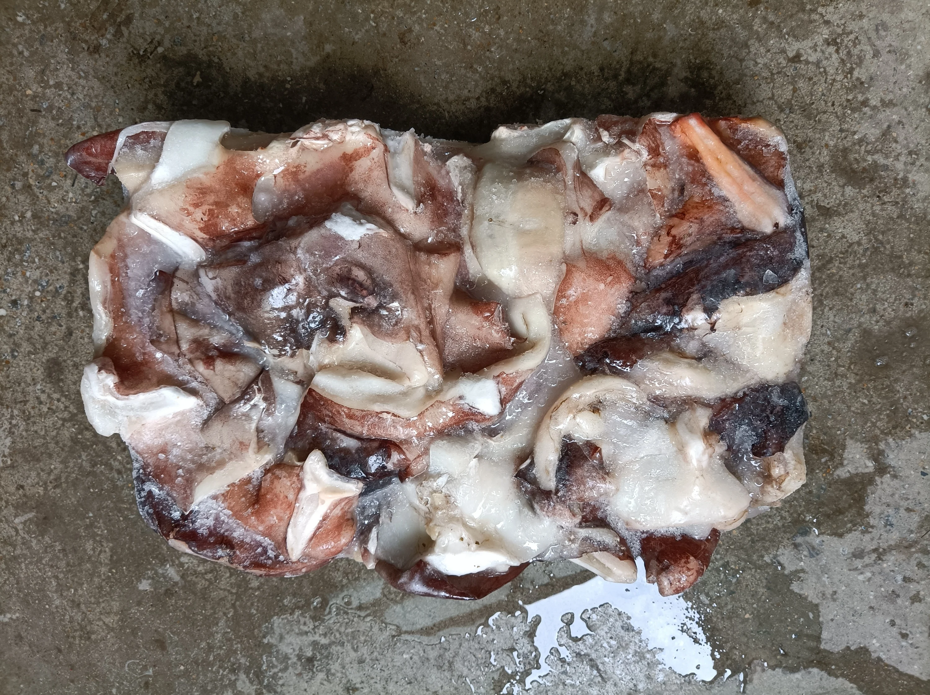 F103 New Arrival High Quality Frozen Giant Squid Neck 500G+ Frozen Squid Neck