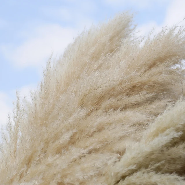 boho home wedding decor dried pompass grass flowers large pampas grass stems